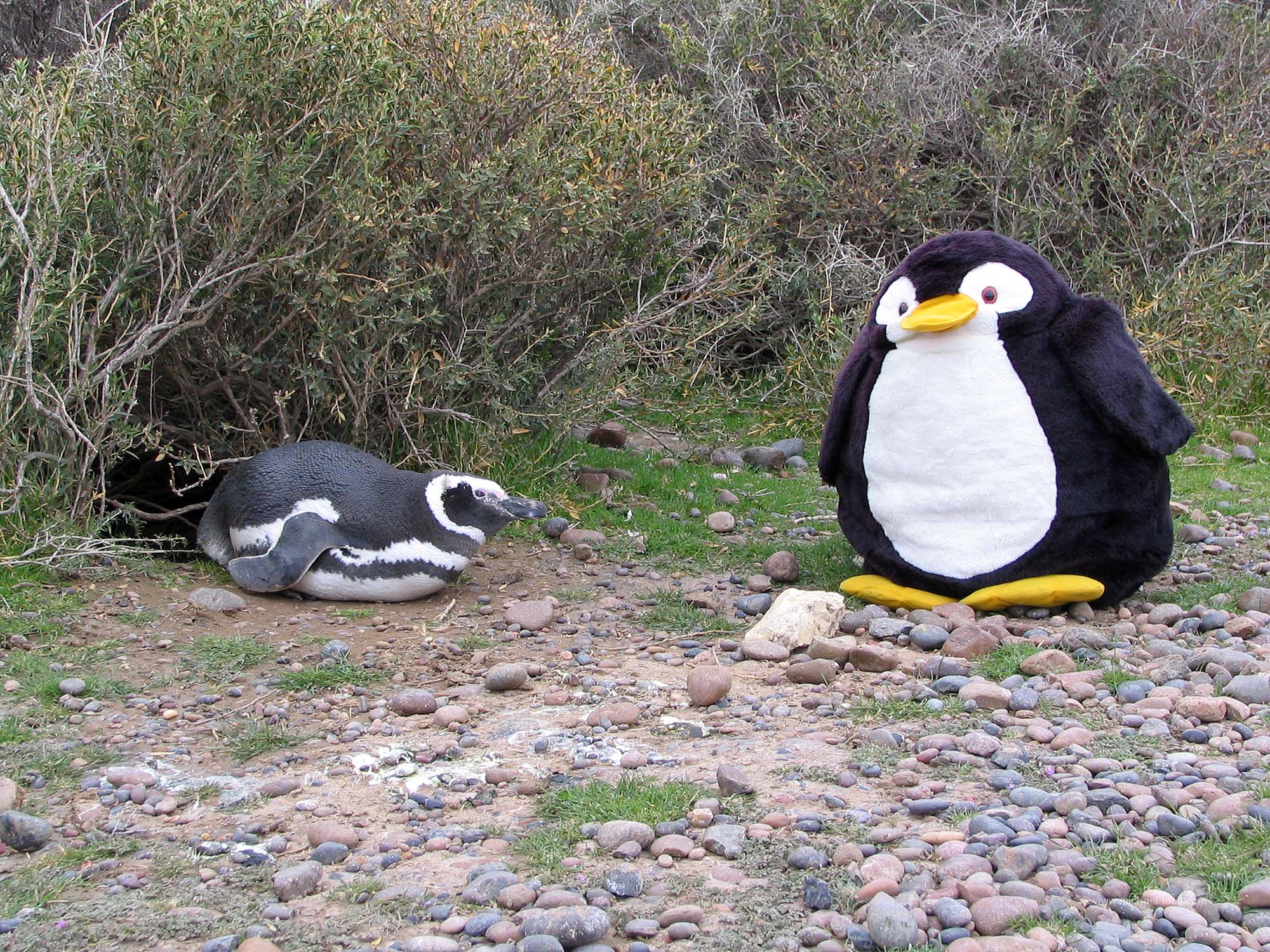 Treffen-mit-Pinguinen