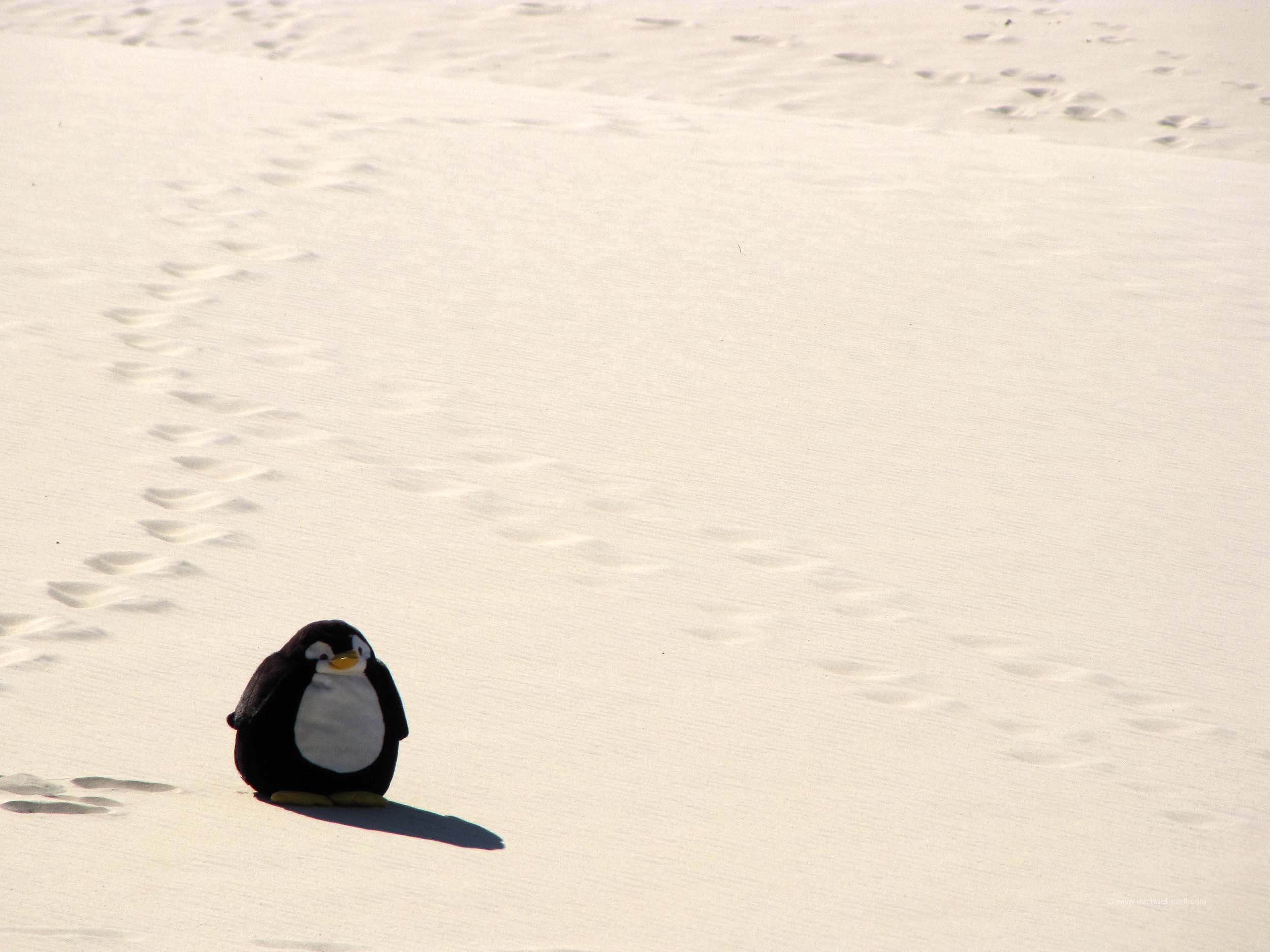 Pingu auf der Düne
