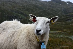 Norwegisches Schaf